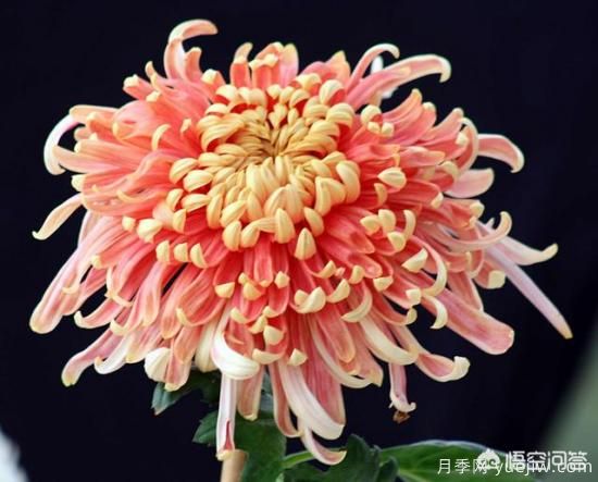 多年生的草本花卉品種的花有什么花？(圖7)