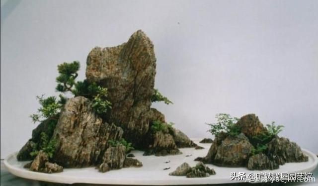 什么是山水盆景？山水盆景的形式有哪些？(圖4)