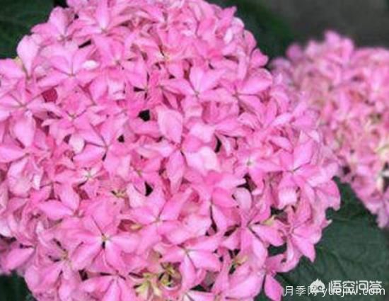 繡球花葉子小是怎么回事？(圖3)