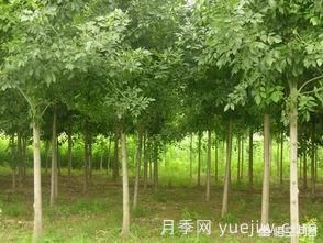 現(xiàn)在什么苗木種植前景好？(圖4)