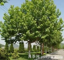 現(xiàn)在什么苗木種植前景好？(圖2)