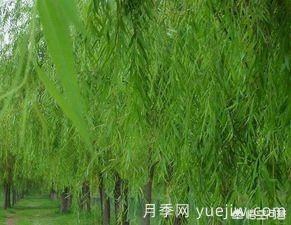 現(xiàn)在什么苗木種植前景好？(圖7)