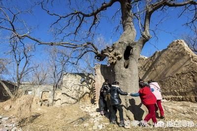 皂角樹(shù)一畝地種植多少株合適？(圖1)