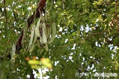 皂角樹(shù)一畝地種植多少株合適？(圖4)