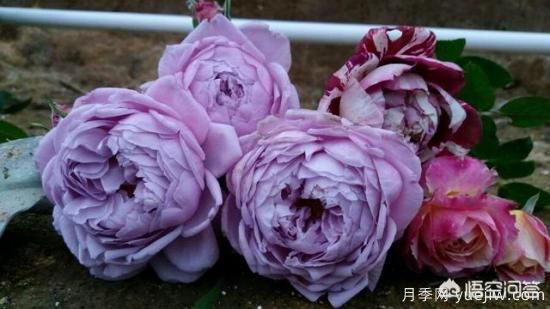 ***香的幾款月季品種是什么？ 什么品種的月季花(圖1)