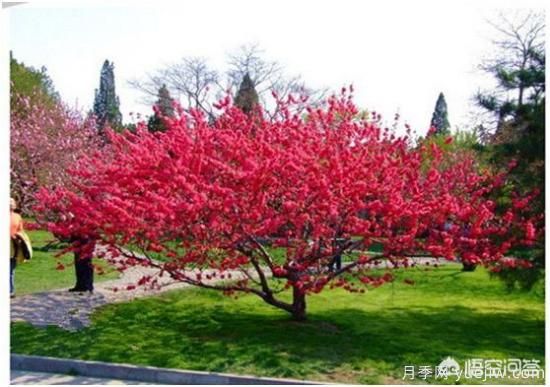 園林適合種植紅葉碧桃嗎？(圖1)