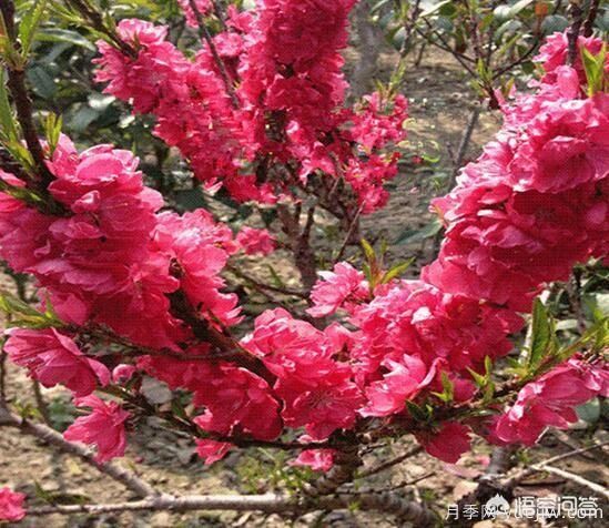 園林適合種植紅葉碧桃嗎？(圖8)