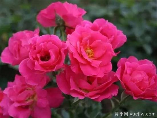 豐花月季花期是幾月份 豐花月季的花語寓意(圖3)