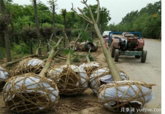 國(guó)槐定桿干高度多高合適 如何為國(guó)槐樹(shù)合理的修剪整形(圖1)