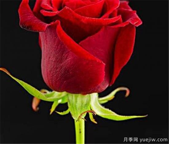 紅玫瑰的花語(yǔ)和寓意大全 粉紅玫瑰適合送給誰(shuí)(圖2)