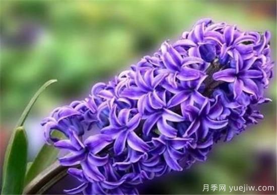 風(fēng)信子花期是幾月份 風(fēng)信子的花語和寓意和傳說是什么(圖1)