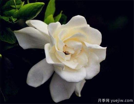 梔子花葉子發(fā)黃怎么辦 梔子花病蟲害防治技巧(圖1)