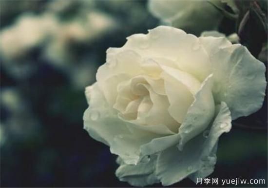 白玫瑰幾月份開花 白玫瑰的花語(yǔ)寓意(圖1)