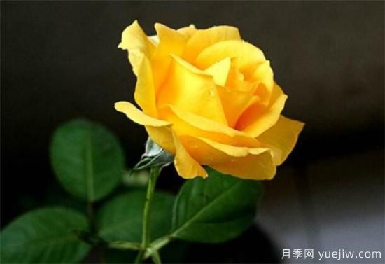 黃玫瑰幾月份開(kāi)花 黃玫瑰的花語(yǔ)寓意是什么(圖2)