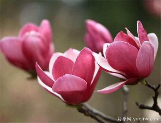 紫玉蘭幾月份開花？南陽(yáng)紫玉蘭的花語(yǔ)和寓意(圖1)