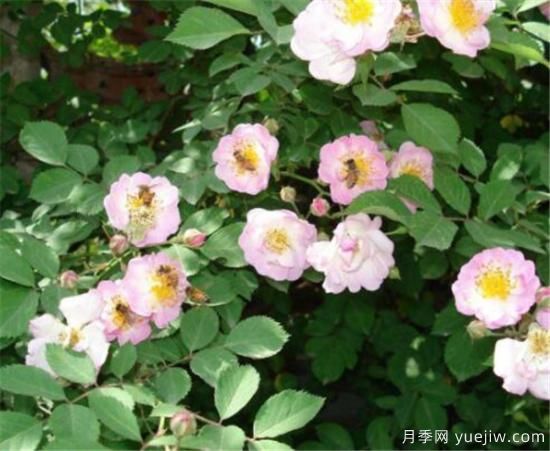 薔薇花有哪些品種 薔薇花有哪幾種顏色(圖10)