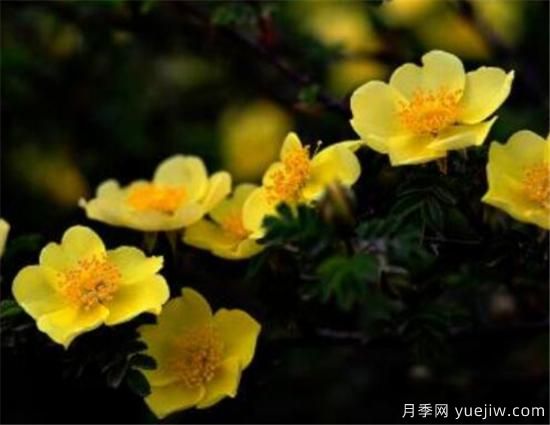 薔薇花有哪些品種 薔薇花有哪幾種顏色(圖6)