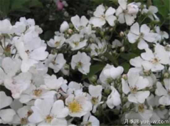 薔薇花有哪些品種 薔薇花有哪幾種顏色(圖4)