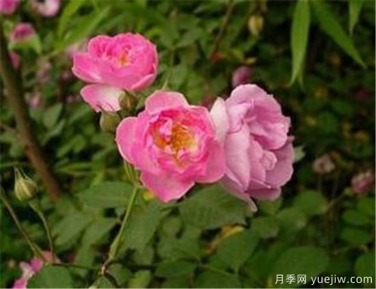 薔薇花有哪些品種 薔薇花有哪幾種顏色(圖2)