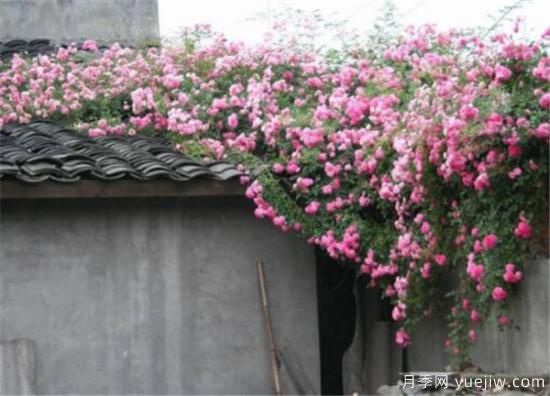 薔薇花幾年能爬滿墻 薔薇花如何修剪(圖1)