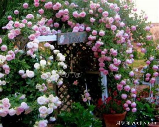 薔薇花苗的近期價(jià)格是多少 2020年薔薇樹***新報(bào)價(jià)(圖1)