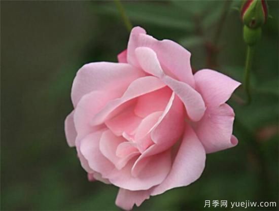 薔薇花什么時候開 薔薇的花語和寓意象征(圖3)