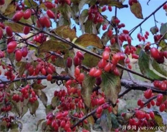 山茱萸和吳茱萸的區(qū)別 山茱萸泡水喝的功效(圖2)