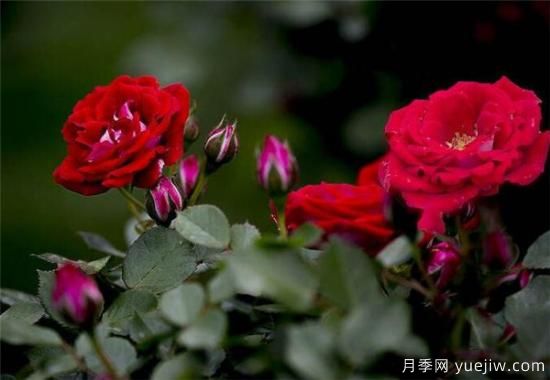 薔薇樹(shù)嫁接月季時(shí)間和方法 薔薇枝嫁接月季技術(shù)要點(diǎn)(圖3)