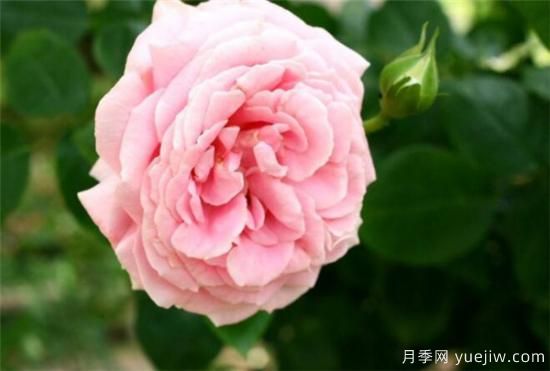 薔薇樹(shù)嫁接月季時(shí)間和方法 薔薇枝嫁接月季技術(shù)要點(diǎn)(圖2)