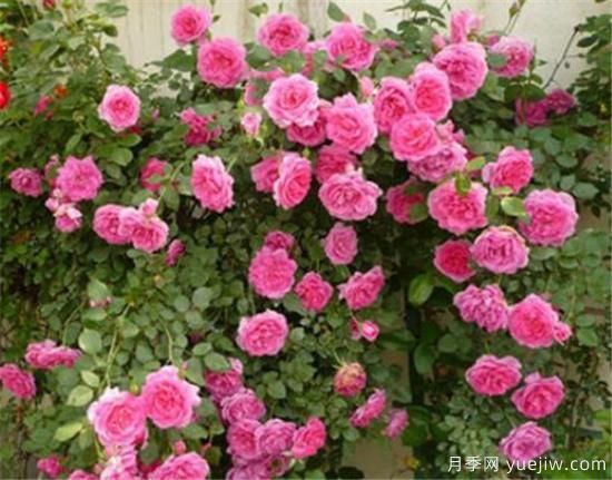 薔薇花苗的近期價(jià)格是多少 2020年薔薇樹***新報(bào)價(jià)(圖2)