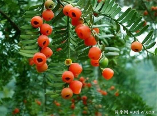 紅豆杉花期花語(yǔ)寓意 紅豆杉的功效價(jià)值有哪些(圖1)