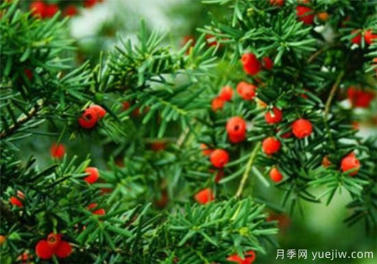 紅豆杉花期花語(yǔ)寓意 紅豆杉的功效價(jià)值有哪些(圖3)