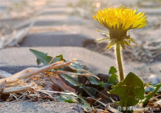 生命力頑強(qiáng)的植物有哪些 頑強(qiáng)又不起眼的植物(圖2)