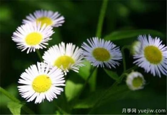 六月開什么花 十二月每月代表什么花(圖3)