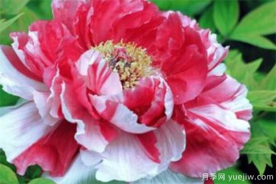 花中之王是什么花 中國十大名花資料介紹(圖1)