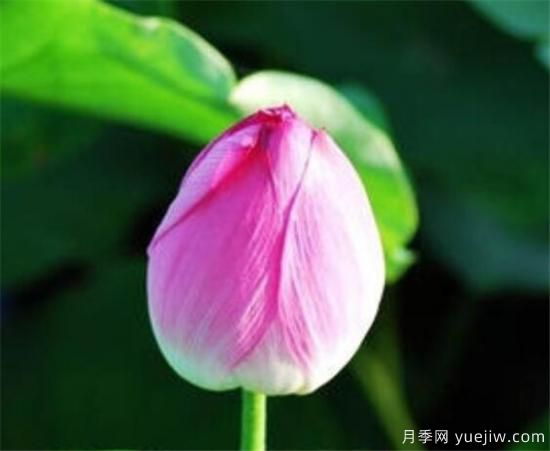 花蕾和花蕊什么區(qū)別 花蕾哪種好看(圖3)