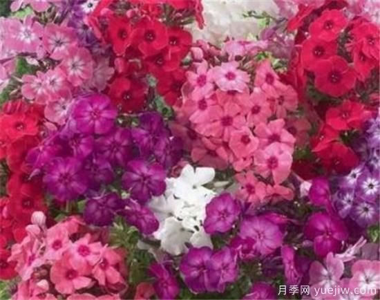 四季花開的寓意 養(yǎng)不死四季開花的花卉(圖1)