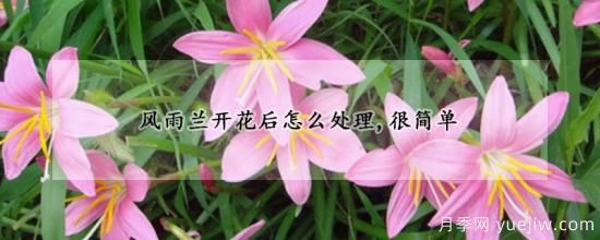 風(fēng)雨蘭開花后怎么處理，很簡單(圖1)