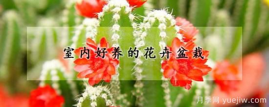 室內(nèi)好養(yǎng)的花卉盆栽(圖1)