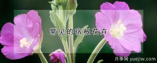 常見(jiàn)的宿根花卉(圖1)