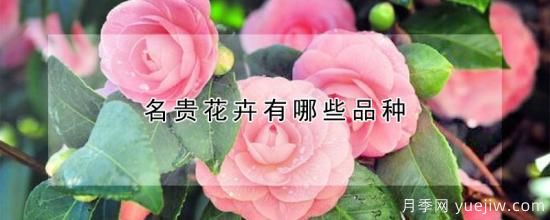 名貴花卉有哪些品種(圖1)