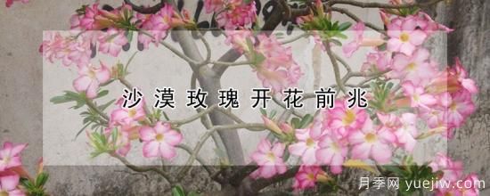 沙漠玫瑰開花前兆(圖1)