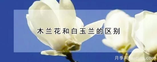 木蘭花和白玉蘭的區(qū)別(圖1)