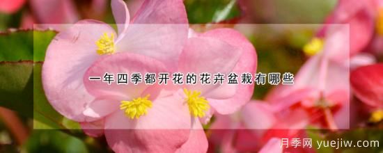 一年四季都開花的花卉盆栽有哪些(圖1)