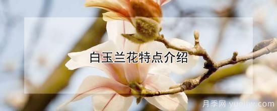 白玉蘭花特點(diǎn)介紹(圖1)