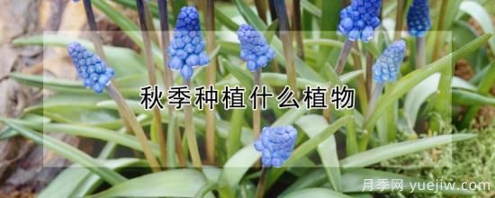 秋季種植什么植物(圖1)