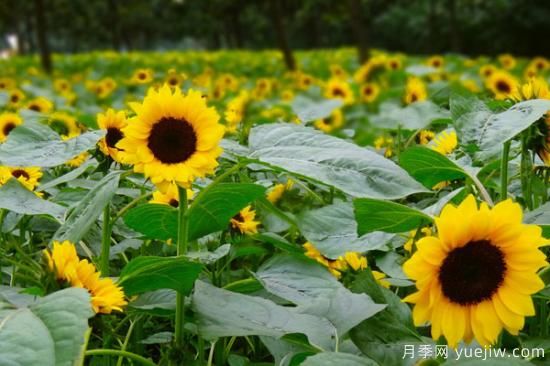 夏天開的花有哪些(圖2)