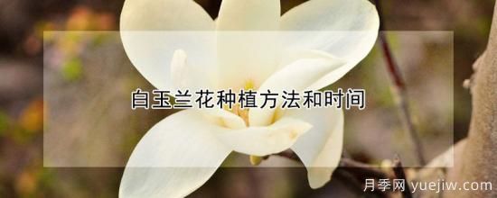 白玉蘭花種植方法和時(shí)間(圖1)