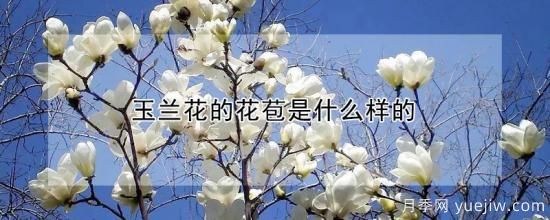 玉蘭花的花苞是什么樣的(圖1)