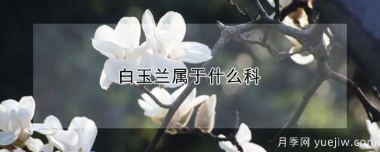 白玉蘭屬于什么科(圖1)